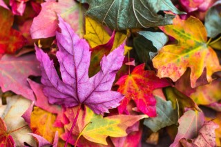 Article 8 : Confettis d’Automne
